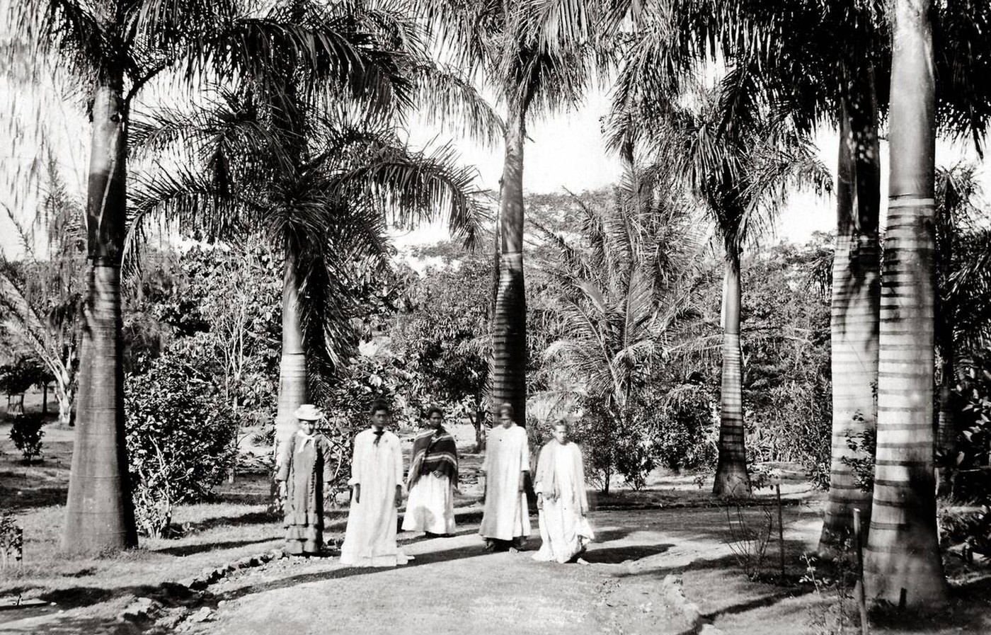 Palm Trees, Queen Hospital Hawaii, 1900