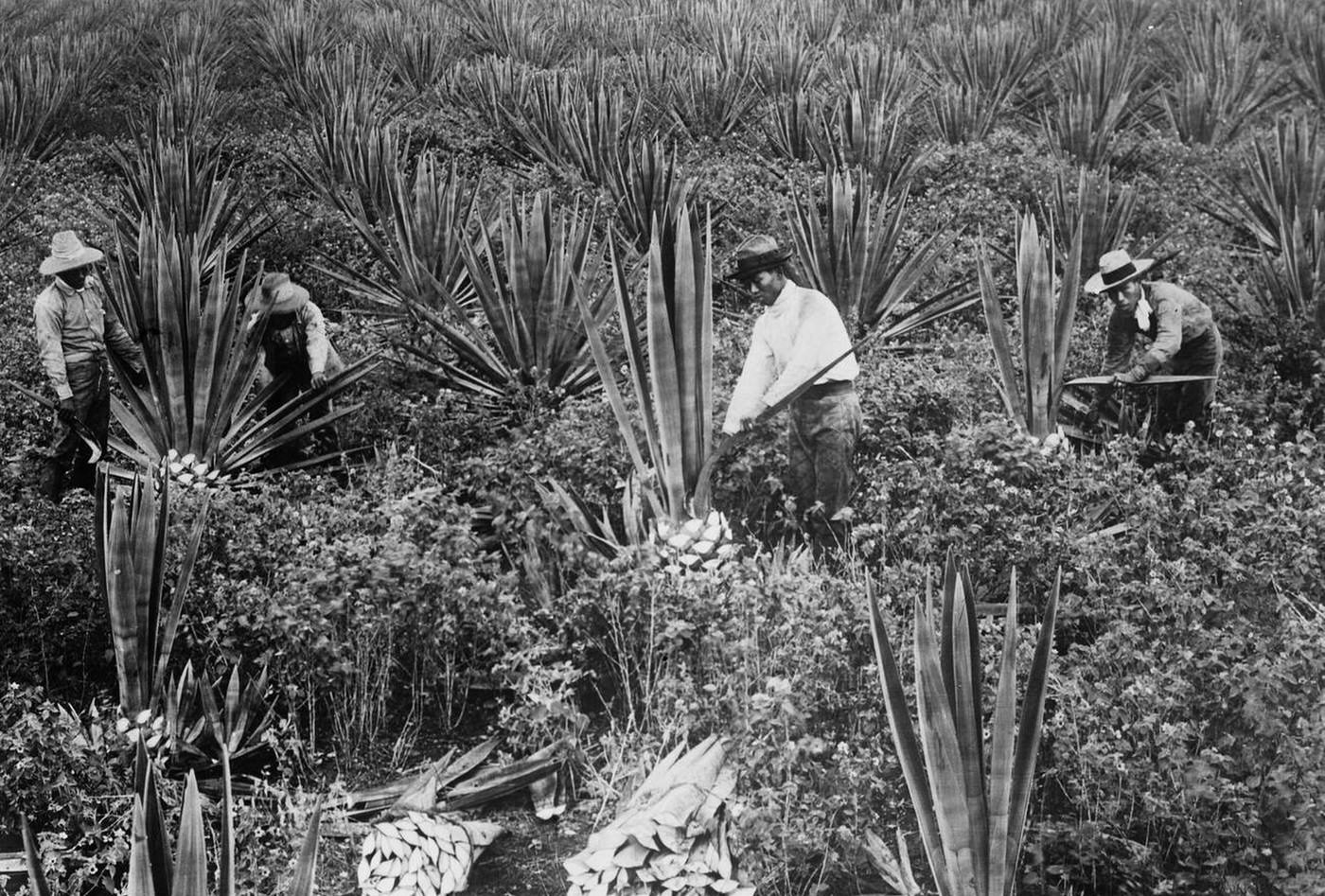 Japanese on Sisal Plantation, Hawaii, 1910s.