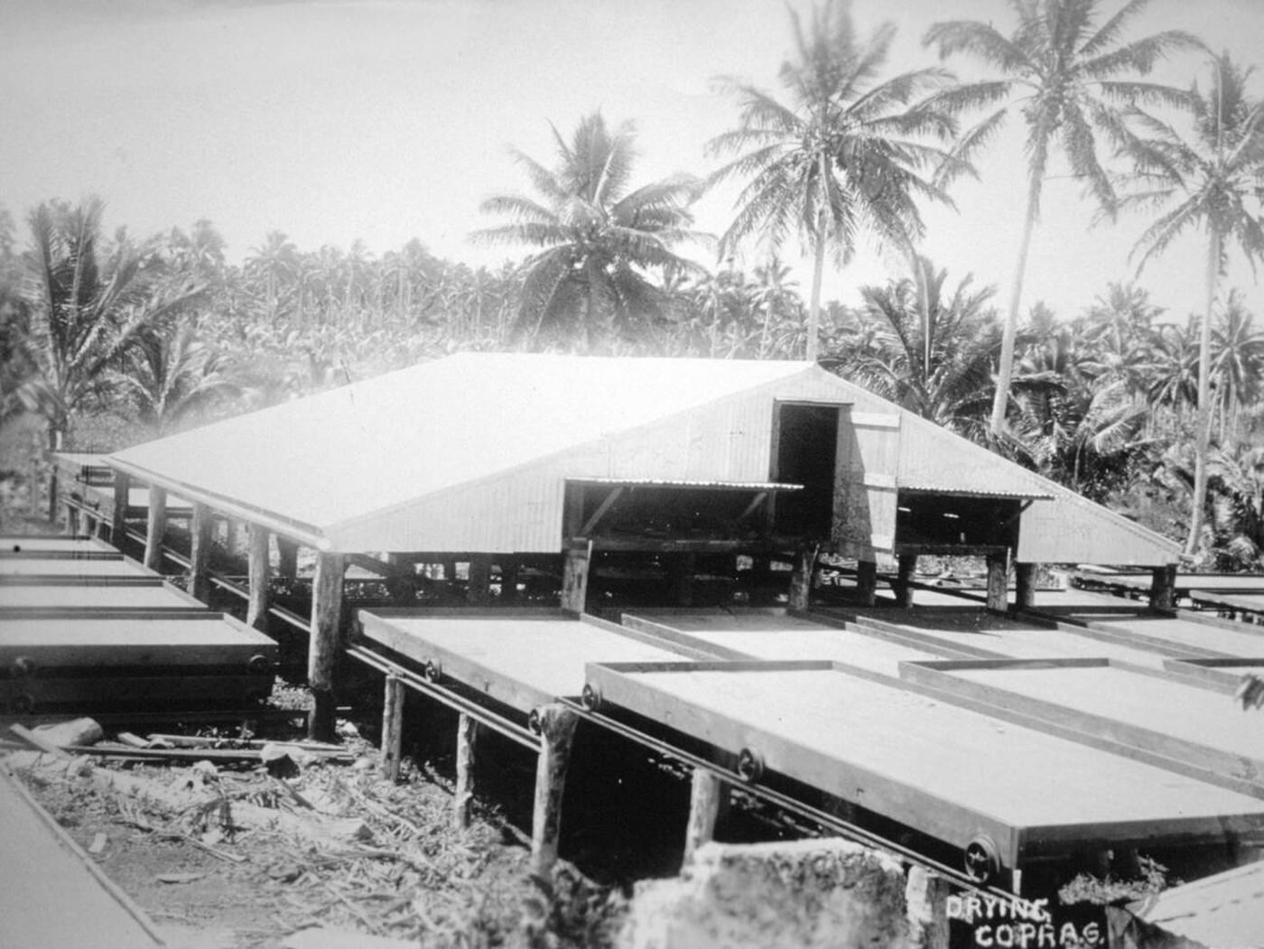 Drying copra, Solomon Island, Fiji, 1905.