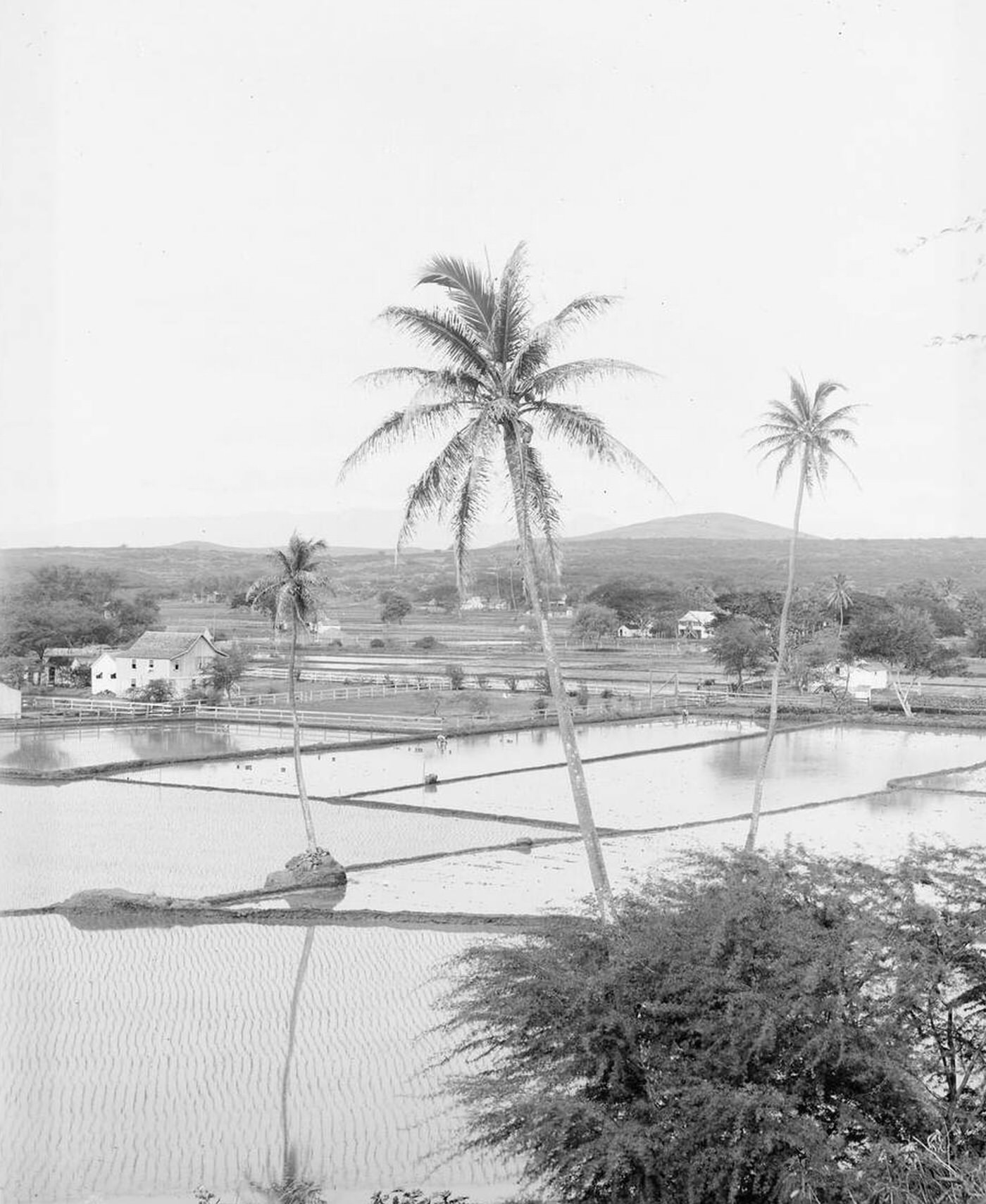 Rice fields near Honolulu, Hawaii, 1907.