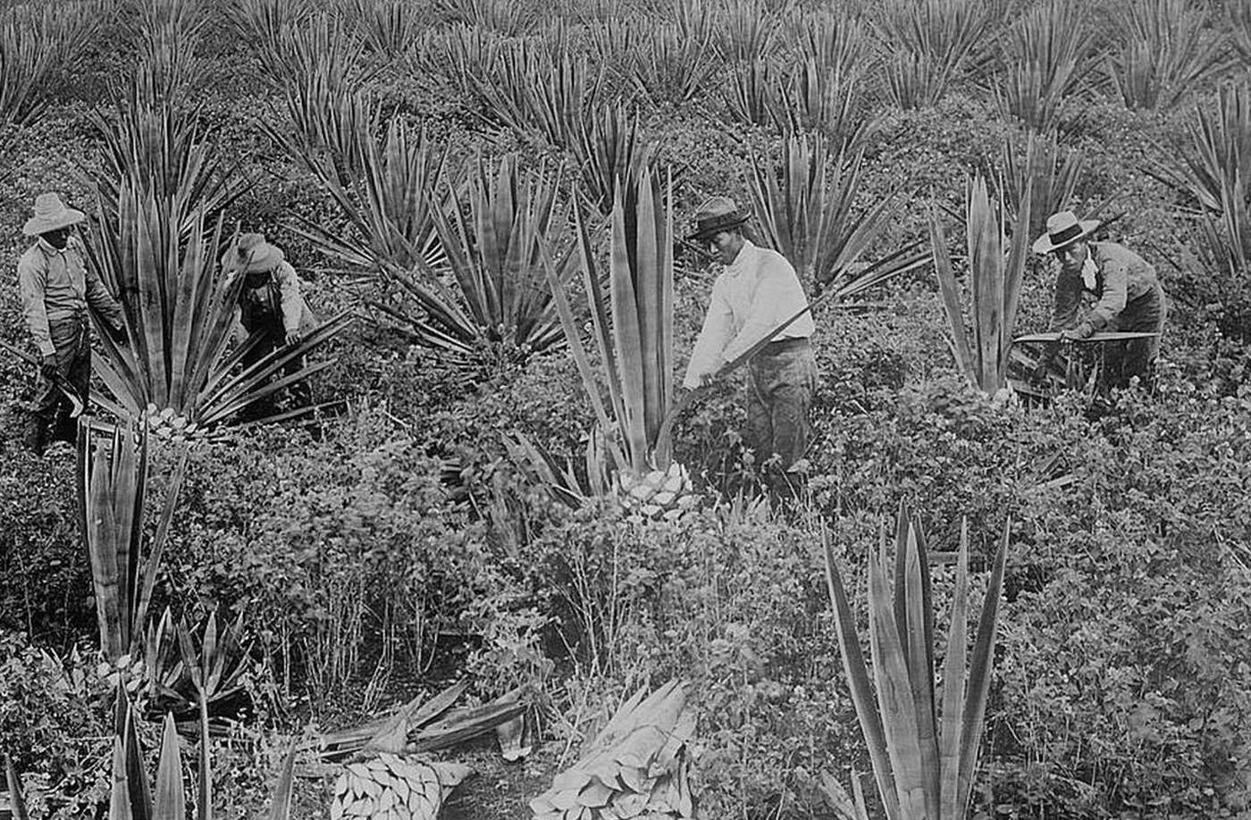 Japanese workers on a sisal plantation in Hawaii, 1900s.