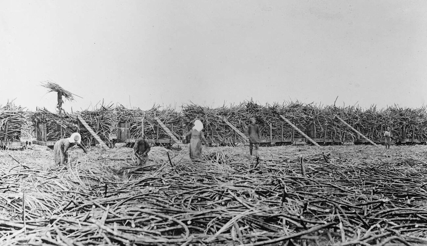 Gathering sugar cane, Hawaiian Islands, 1910s.