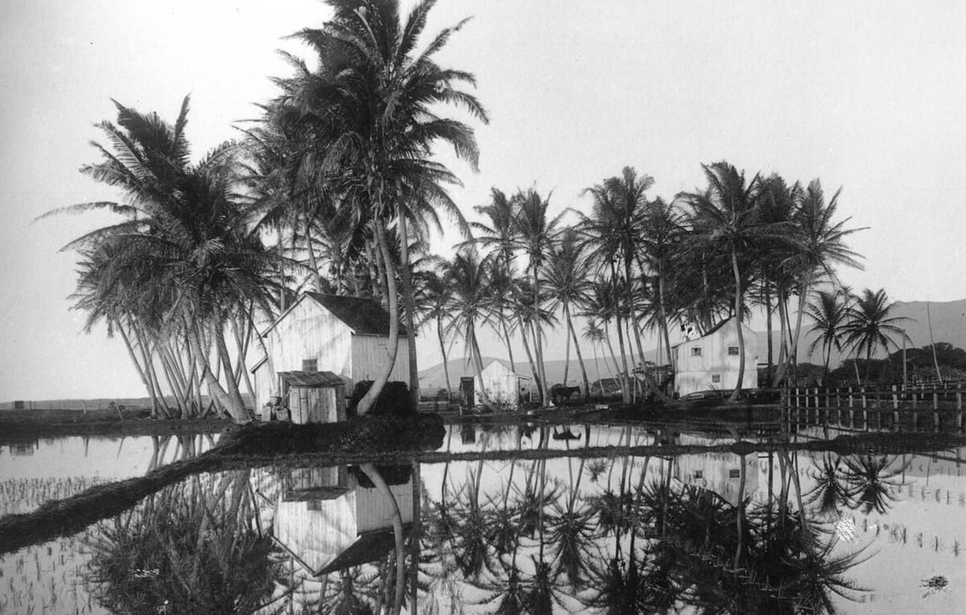 Houses located in a palm grove surrounded by rice paddies in Hawaii, 1907.