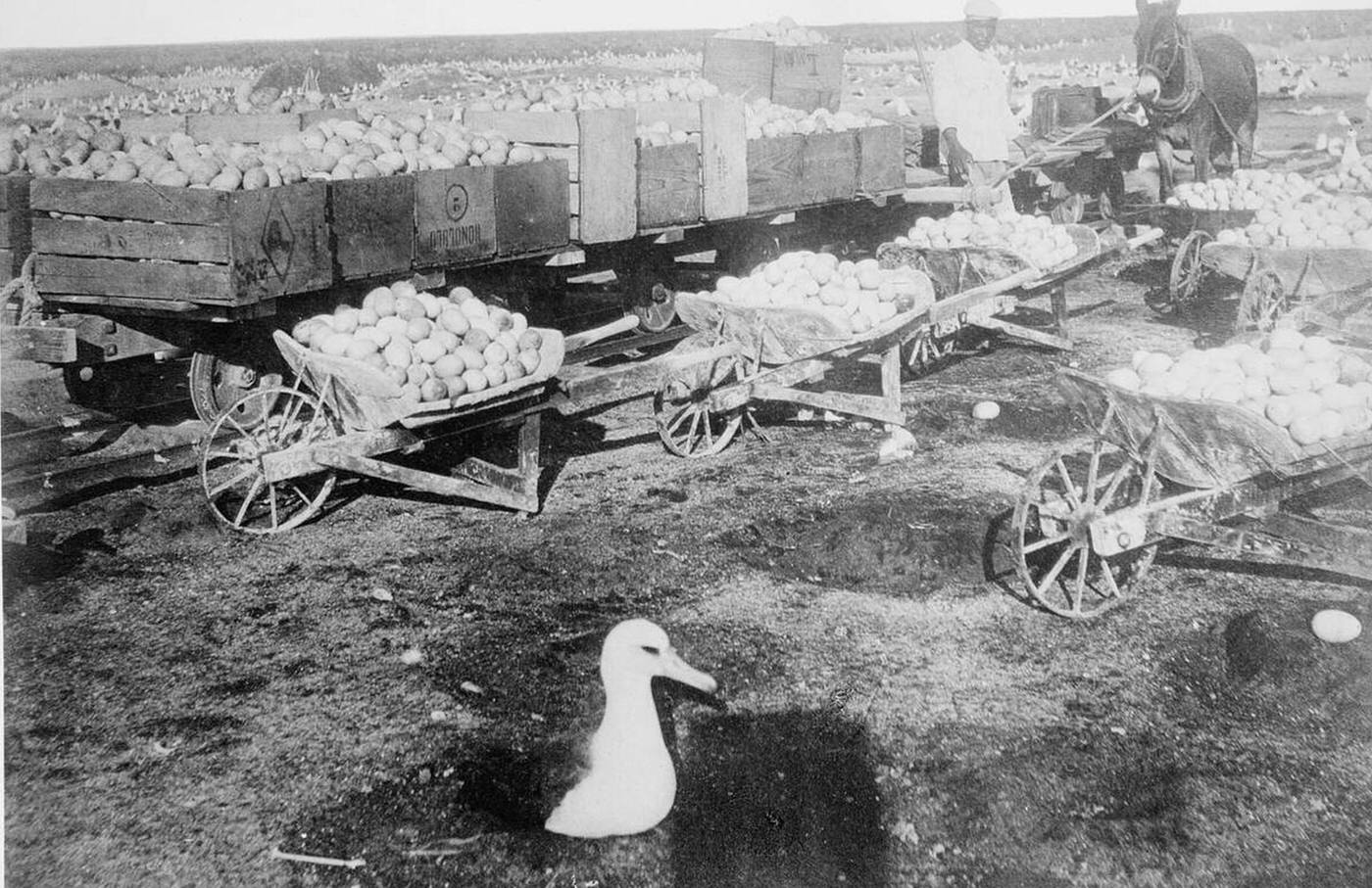 People gathering gull eggs in Hawaii, 1907.