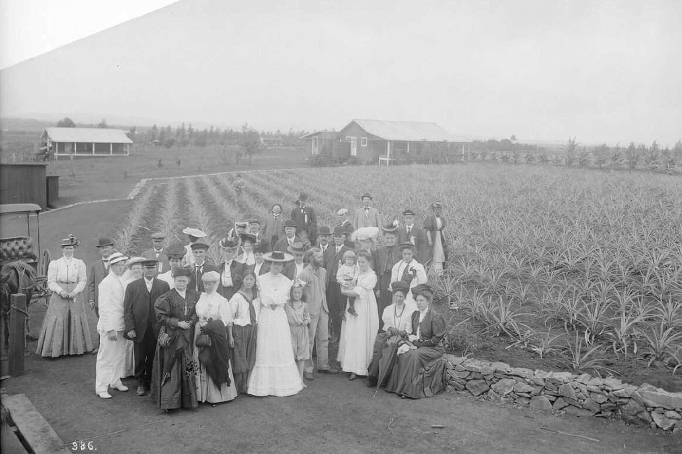 Los Angeles Chamber of Commerce in a pineapple grove in Hawaii, 1907.
