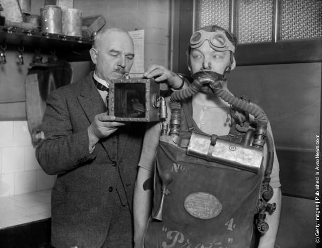 A canary testing gas toxicity for a mine rescue worker, 1925.
