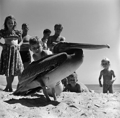 Stunning Vintage Photos of San Onofre Beach's Scenes During the 1950s