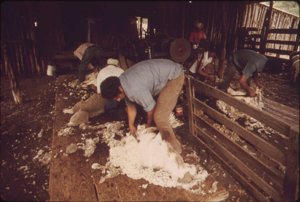 Sheep being sheared on a ranch near Leakey, Texas, 1973.