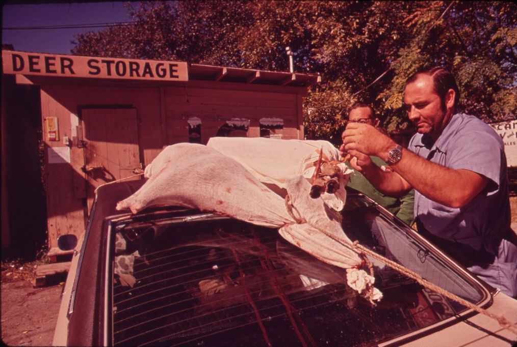The first deer killed in the hunting season, 1972.