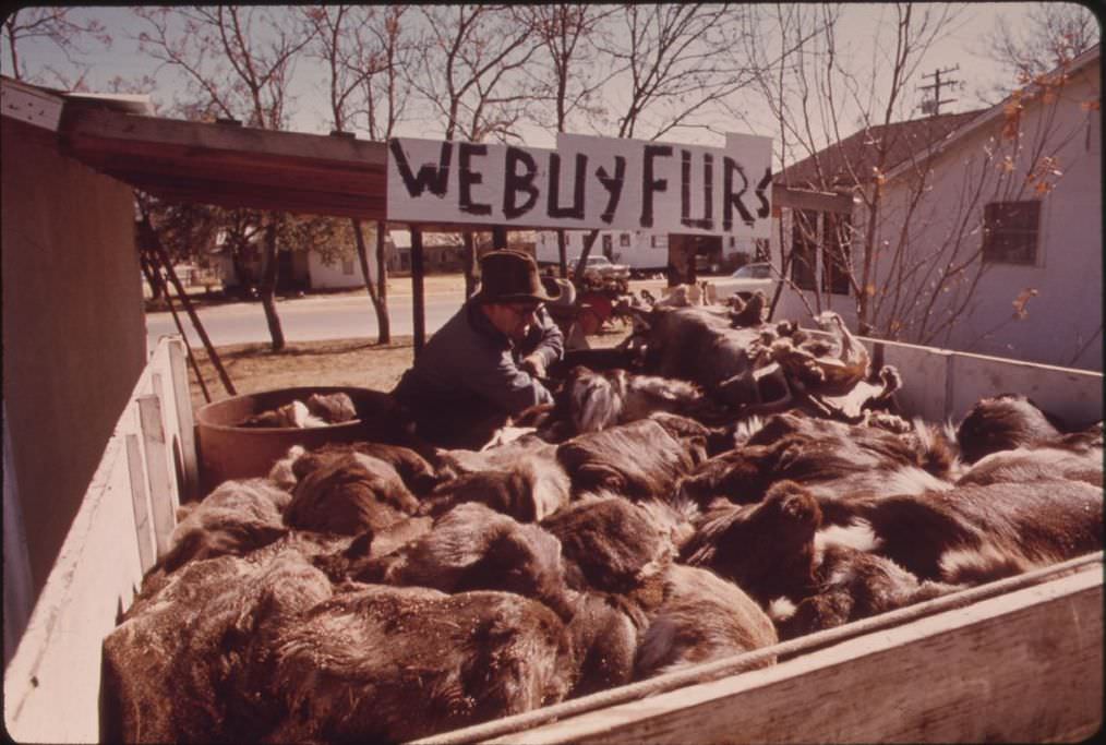A fur buyer with deer hides in Leakey, Texas, near San Antonio, 1973.
