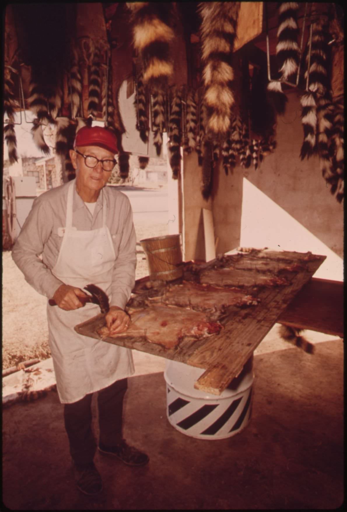 Fox, raccoon, and bobcat furs prepared for market in Leakey, Texas, 1973.