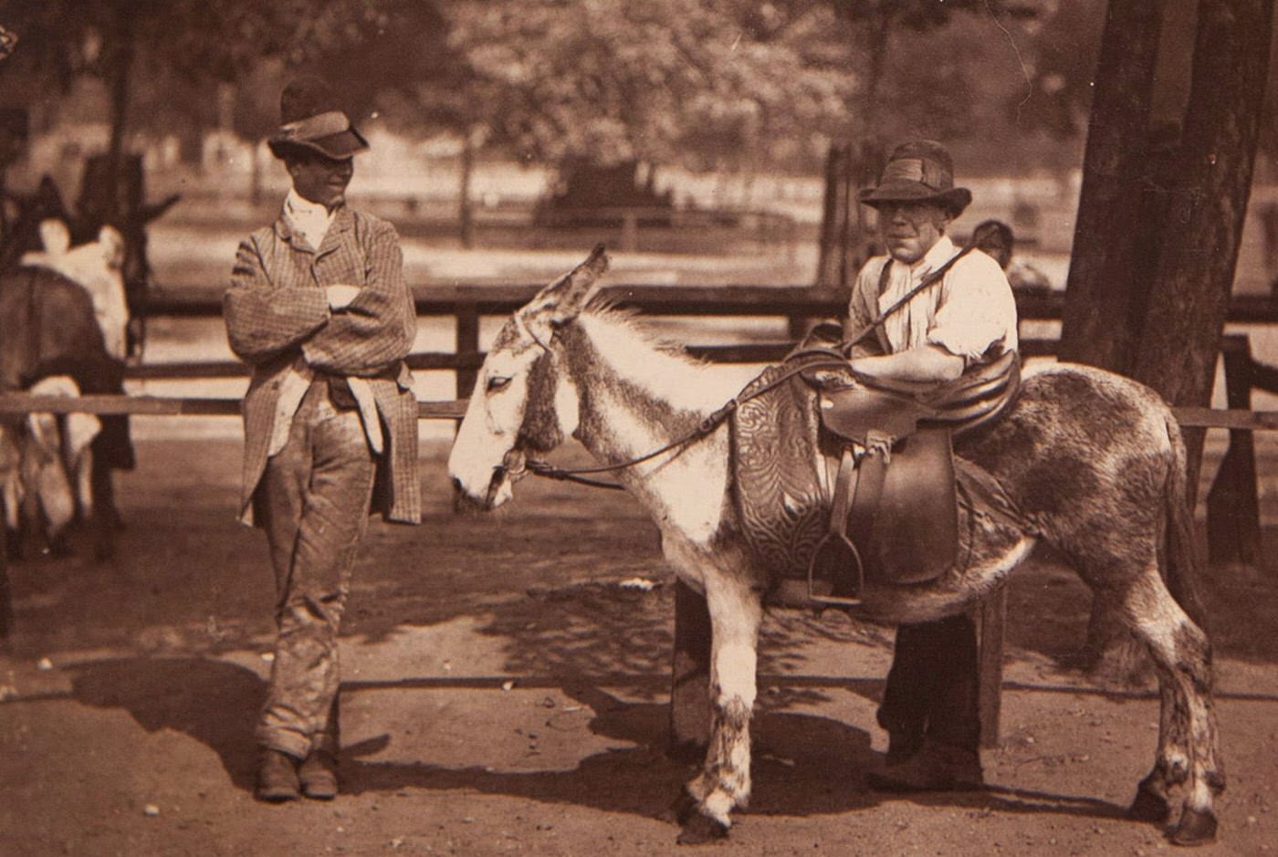 Donkey for hire on Clapham Common.