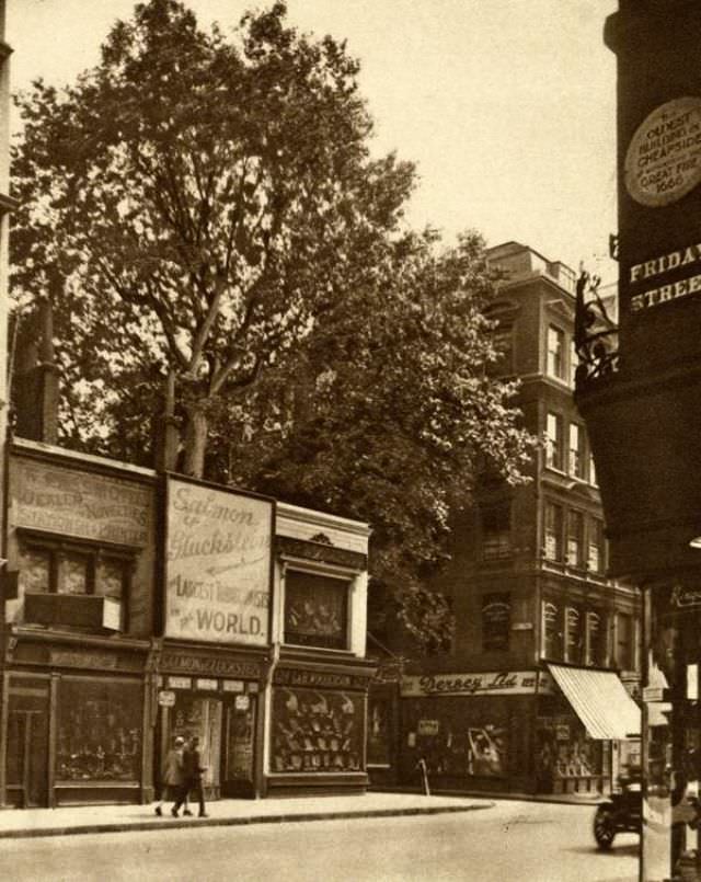 A plane tree in Cheapside.