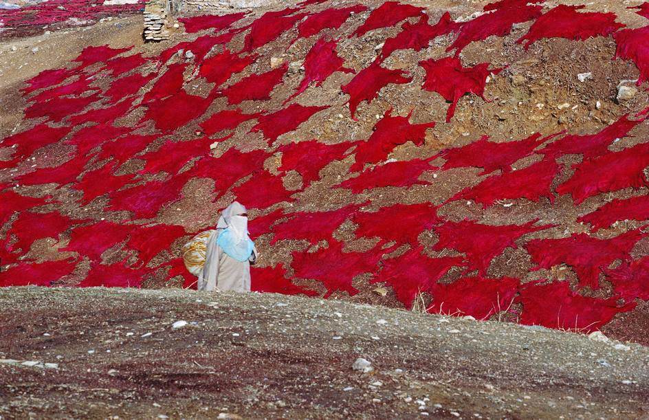 Hides being dried on a hillside near the tanning quarter, 1984.