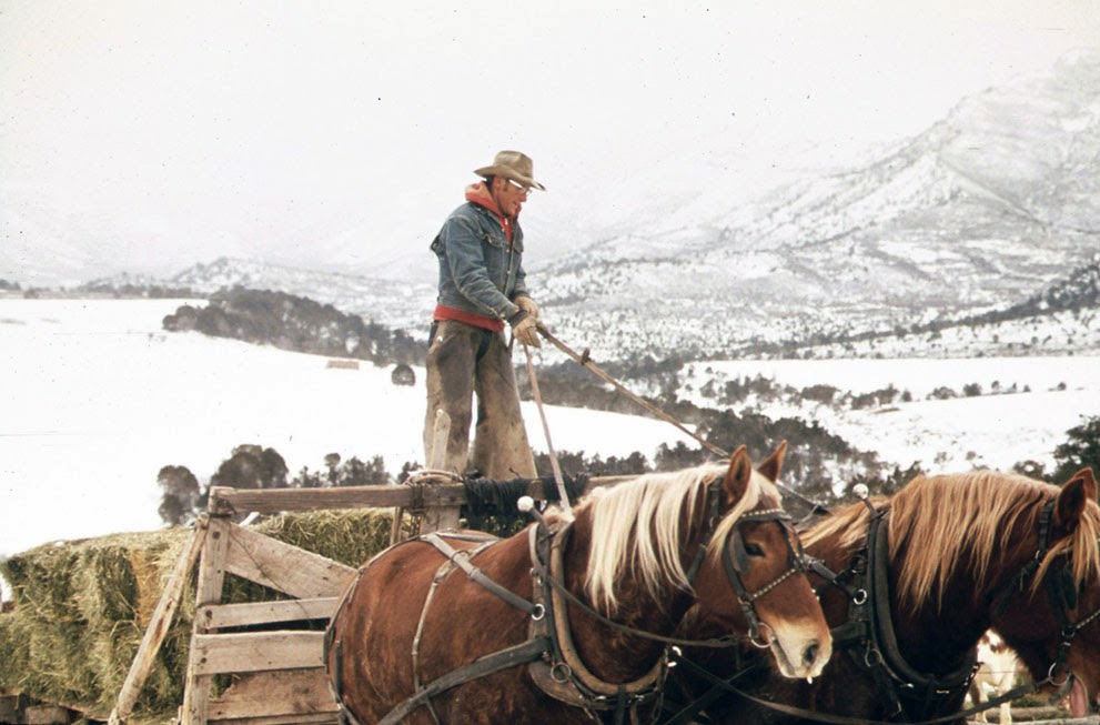 Frank Starbuck, the last of the old time ranchers near Fairview, Colorado, manages his spread alone, finding it easier to feed his livestock from a horse-drawn wagon or sled than from a truck or tractor, 1972.