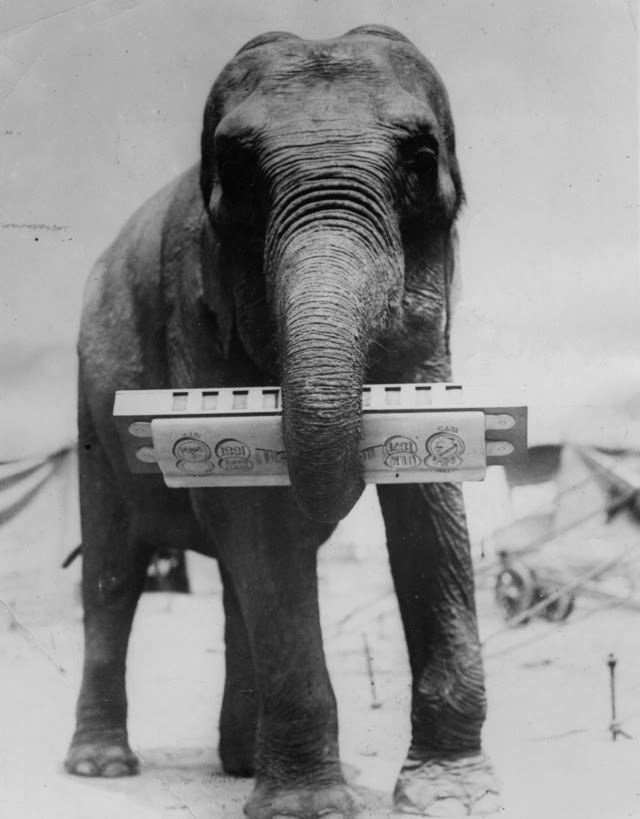 In New York, an elephant from the circus claims the prize for the largest harmonica player in the Universe, c. 1935.
