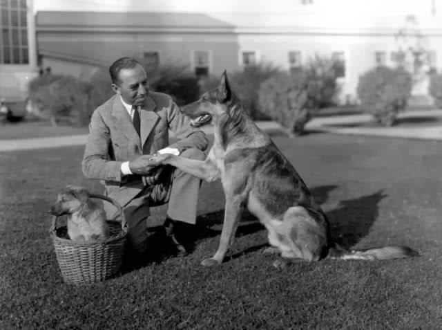 Peter the Great, the animal star, presenting film director Chester Franklin with a new puppy, c. 1935.