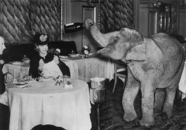 Comet, an elephant from Chessington Zoo spends the weekend as a waiter at the Trocadero Restaurant in Piccadilly Circus, London, 1938.