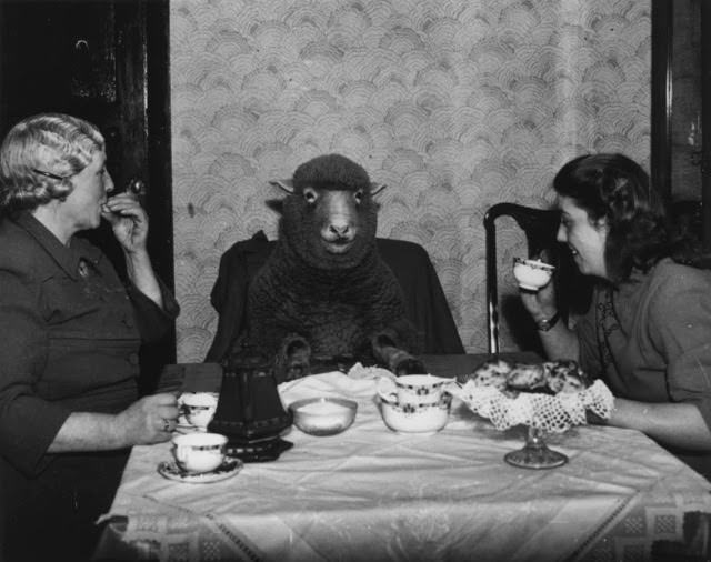 Farmer Mrs. Maud Lee and her daughter Pat enjoy elevenses at their farmhouse in Keynsham, near Bristol, with their pet lamb Betty, 1949.