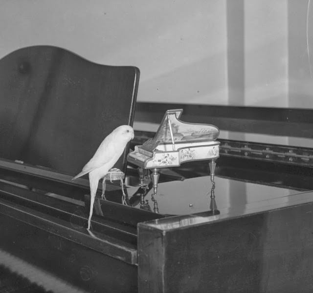 A budgerigar pecks out a tune on a miniature piano, 1952.