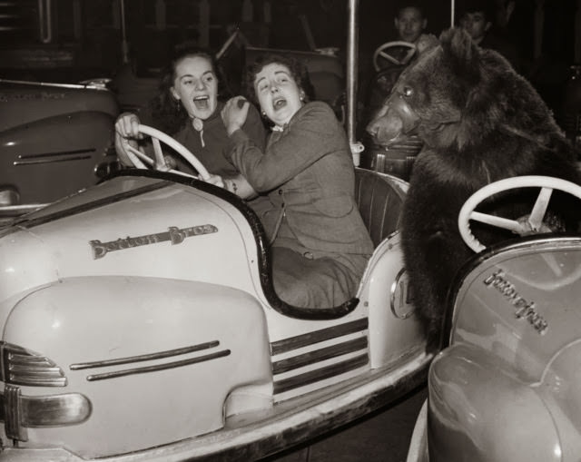 Two dodgem car passengers are surprised to see Susie the circus bear bumping into them at the fun fair attached to Bertram Mills Circus in Olympia, London, 1954.