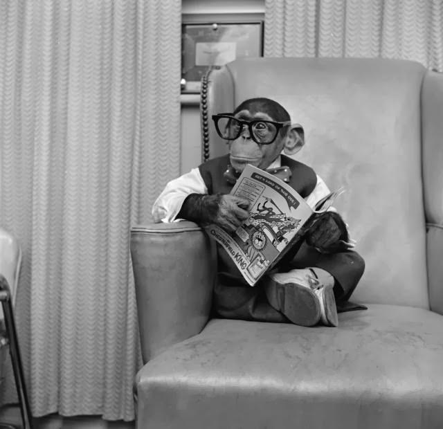 Young chimpanzee Kokomo Jnr sits in a chair wearing glasses and holding a comic book at his owner's apartment in New York City, 1955.