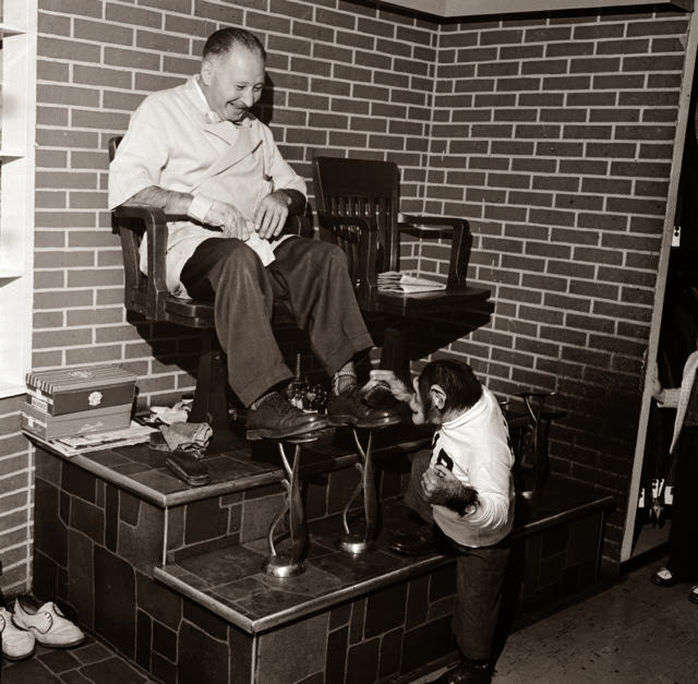 Zippy the chimpanzee polishes bootblack Tony Finizza's shoes while Tony watches and laughs at the spectacle, 1955.