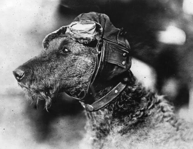 A close-up of Mike, the world's only canine aviator, wearing flying cap and goggles in Chicago, c. 1920.