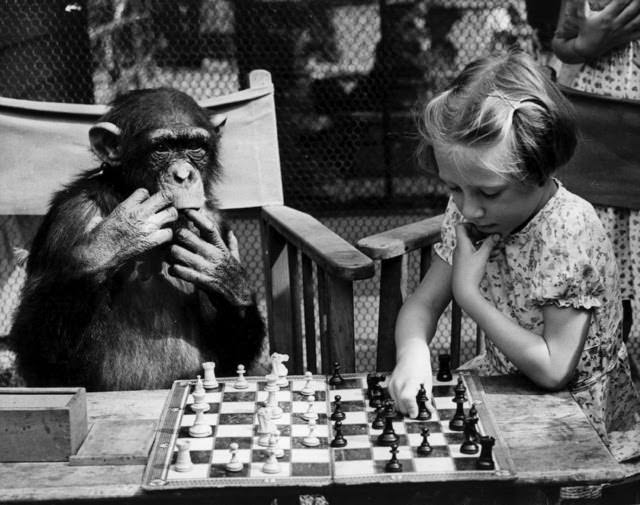 Fifi, the chimpanzee star of the famous Chimps Tea Party at London Zoo, plays a game of chess, 1955.