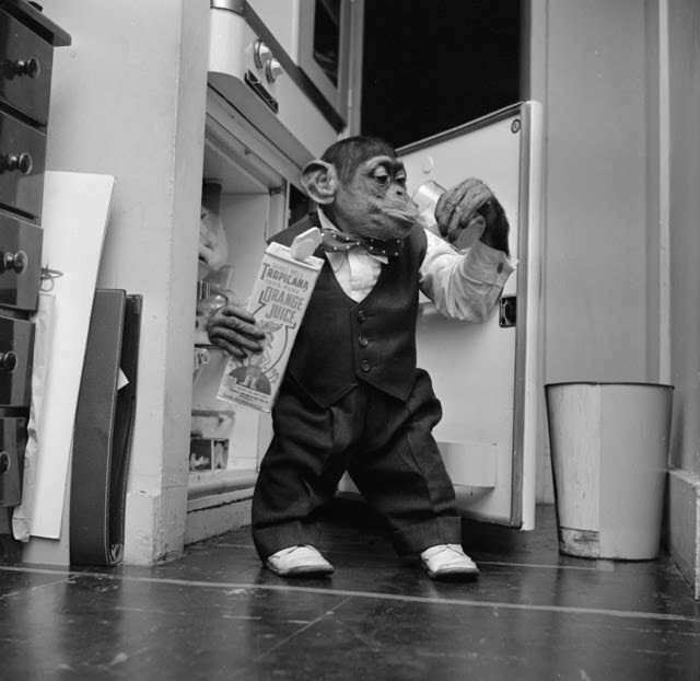 Young chimpanzee Kokomo Jnr quenches his thirst with a glass of orange juice from the fridge at his owner's apartment in New York City, 1955.