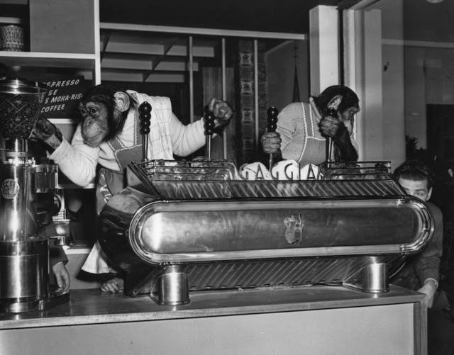 Chimpanzees Pepi and Janet try their hand at making espresso at the Hotel and Catering Exhibition at Olympia, London, 1956.