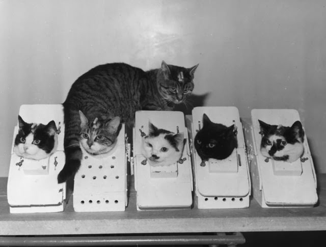 At the Space Research Laboratories in Boulevard Victor, Paris, French cats are kept in boxes to train them in remaining still for long periods during rocket flights, 1963.