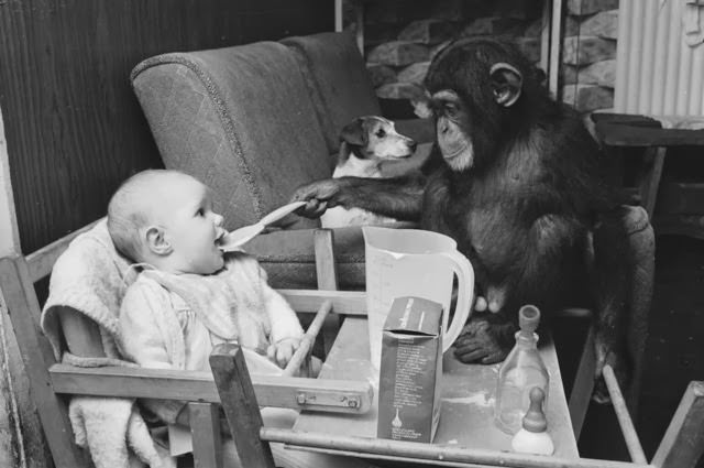 Judy, a two-year-old chimpanzee, feeding Tracey-Jane Clews in her grandparents' home at Southam Farm Zoo, Warwickshire, 1968.