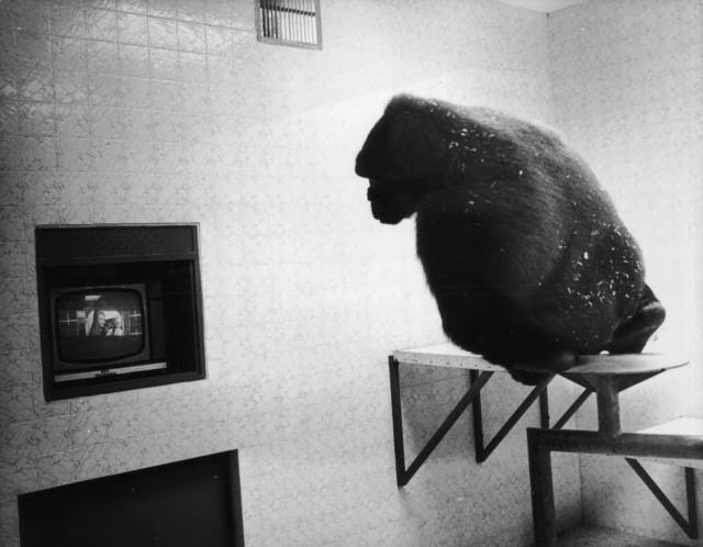 Bongo, a west African lowland gorilla, watches the BBC test-card on a color television in his new luxury enclosure at Twycross Zoo in Warwickshire, 1971.