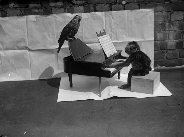 A monkey 'playing' a toy piano on which is perched a thoughtful looking parrot, 1927.