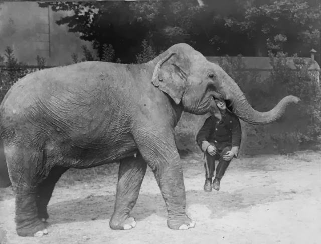 An elephant from Earl's Court Circus with a man in its mouth, 1928.