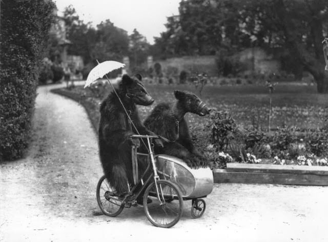 Two brown bears riding on a bicycle and side car, 1928.