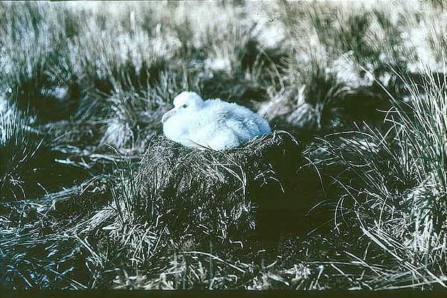 The chick of the Wanderer Albatross, 1915.
