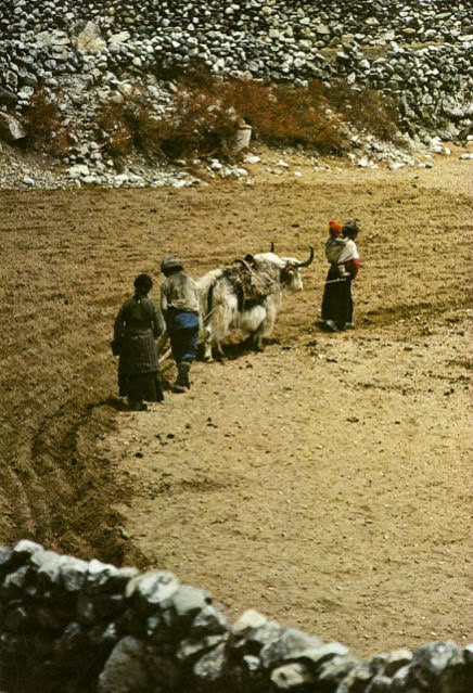 Yaks, Butter Tea, and Prayer Flags: A Look at Daily Life in the Himalayas of the 1970s