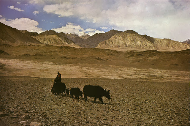 Yaks, Butter Tea, and Prayer Flags: A Look at Daily Life in the Himalayas of the 1970s