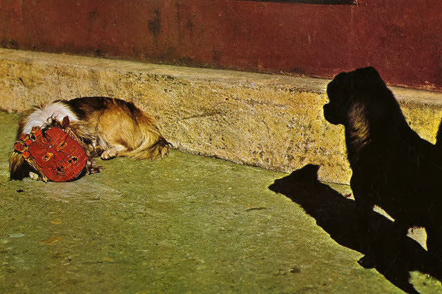 Yaks, Butter Tea, and Prayer Flags: A Look at Daily Life in the Himalayas of the 1970s