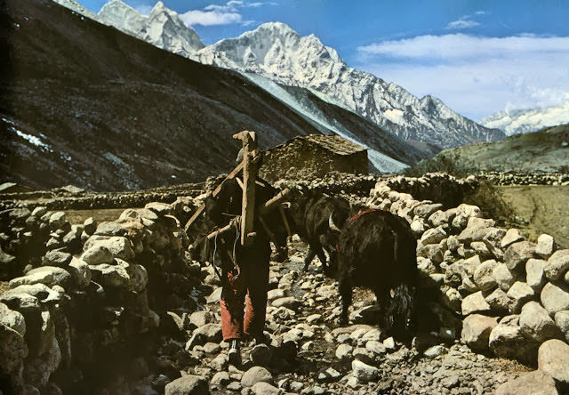 Yaks, Butter Tea, and Prayer Flags: A Look at Daily Life in the Himalayas of the 1970s