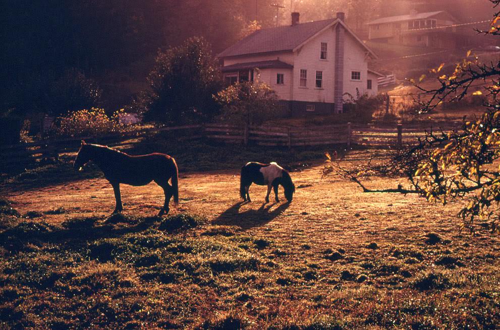 Horses in a pasture in front of the home of Jerri Fisher near Poulsbo, in an area which will be affected by population growth when the Navy's proposed Trident submarine base is built nearby, 1974.