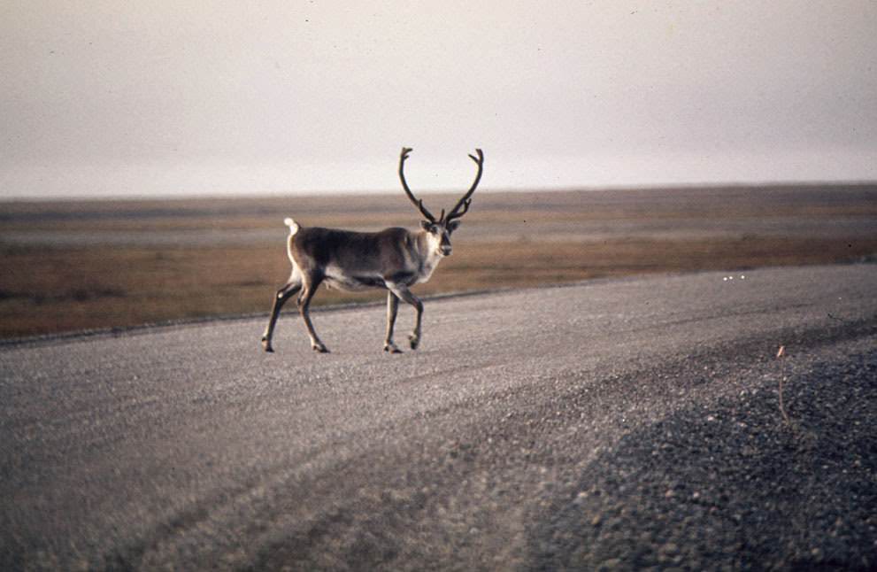 A caribou crosses a gravel roadway near Mile 0, northern Alaska, 1973.