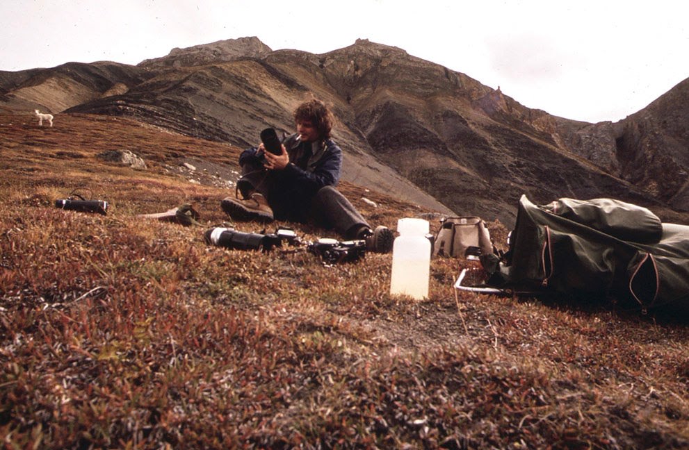 Photographer Dennis Cowals prepares to take pictures of Dall Sheep as they come down toward the West Lick in the Atigun Gorge, Alaska, 1973.