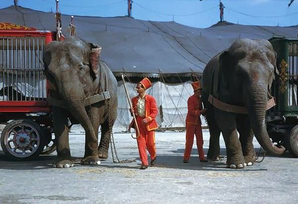 Life Under the Big Top: Ringling Bros. Performers in 1940s Chicago