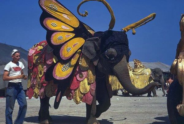 Life Under the Big Top: Ringling Bros. Performers in 1940s Chicago
