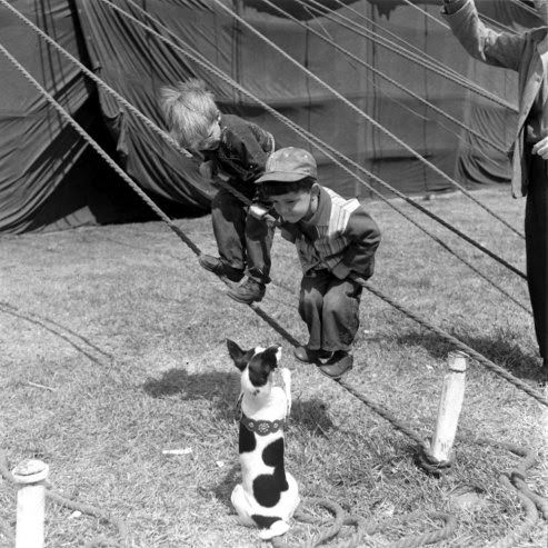Under the Big Top in 1949: A Look at a Day in the Life of the Ringling Brothers Circus