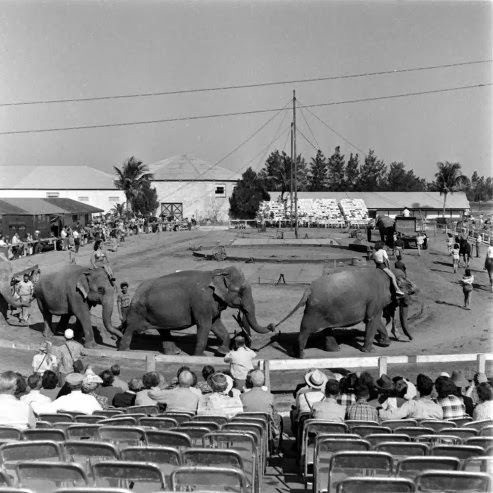 Under the Big Top in 1949: A Look at a Day in the Life of the Ringling Brothers Circus