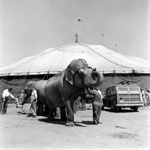 Under the Big Top in 1949: A Look at a Day in the Life of the Ringling Brothers Circus